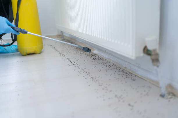Best Wasp Removal Services  in Santa Cruz, CA
